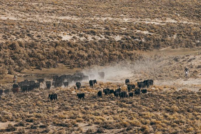 group of cattle in the desert