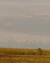 A flock of birds flies over a grassy field under a cloudy sky at sunset.