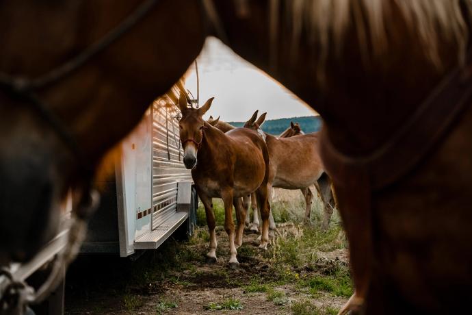 multiple mules by camper