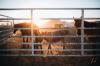 baby donkey and horses in a corral