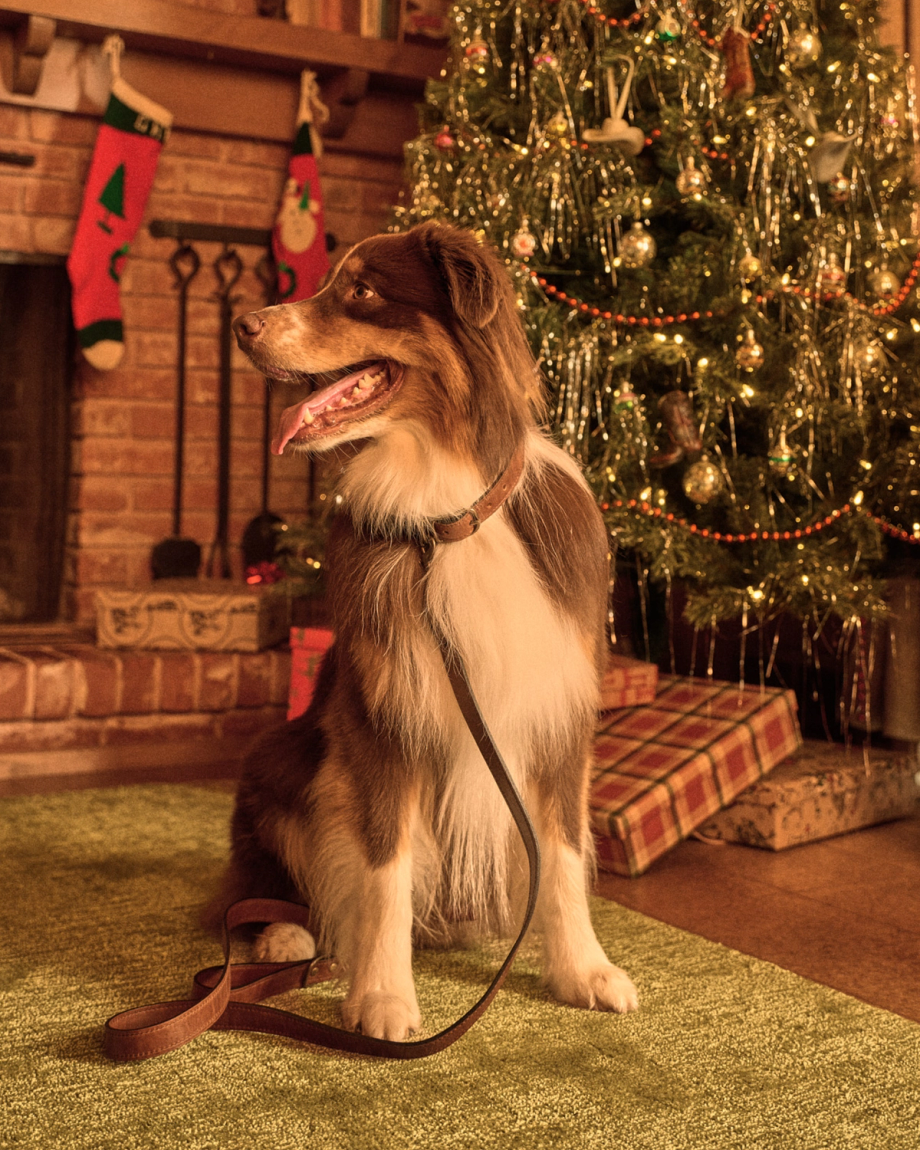 A brown and white dog sits on a green rug near a decorated Christmas tree and a fireplace with stockings, with wrapped presents underneath the tree.