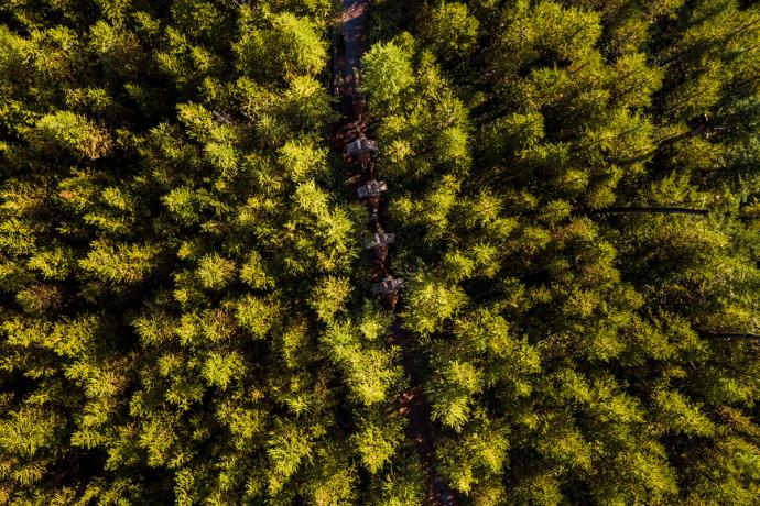 aerial view of trees