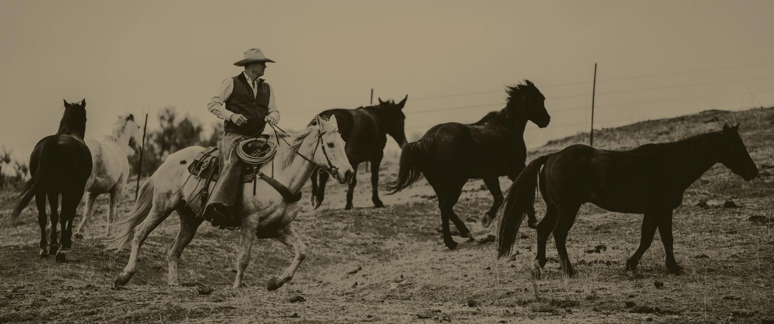 A cowboy rides a horse and herds several running horses across a grassy hill, with a fence in the background.