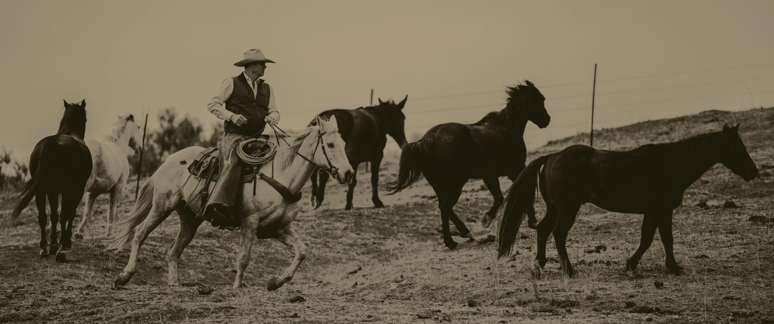 A cowboy rides a horse and herds several running horses across a grassy hill, with a fence in the background.