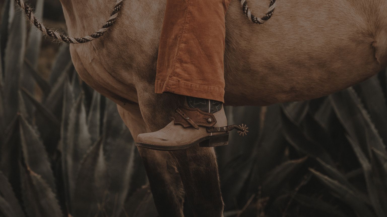Person wearing brown pants and cowboy boot with spurs sits on a light brown horse; a rope is draped across the horse's body.