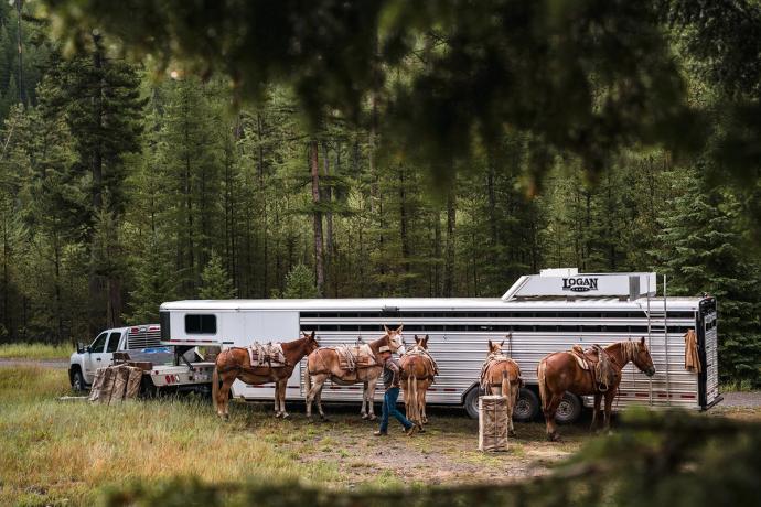 mules outside a camper van