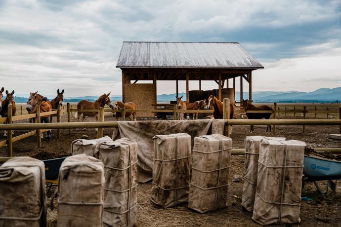 mules in a fenced in area