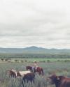 A person wearing a hat rides a horse among cattle in an agave field, with mountains and cloudy skies in the background.