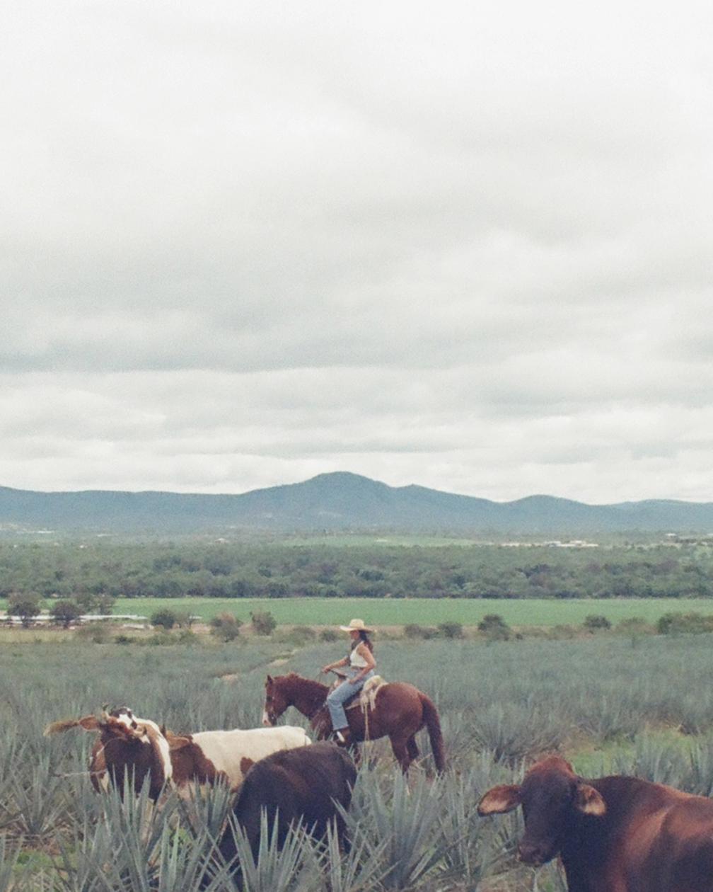 A person wearing a hat rides a horse among cattle in an agave field, with mountains and cloudy skies in the background.