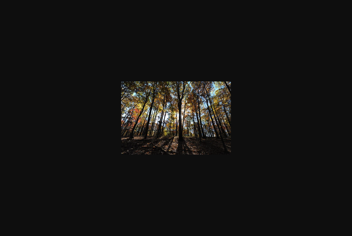West Run Woods