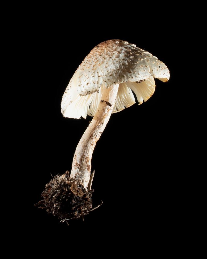 Mushroom: image 7
