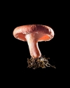 Mushroom: image 23