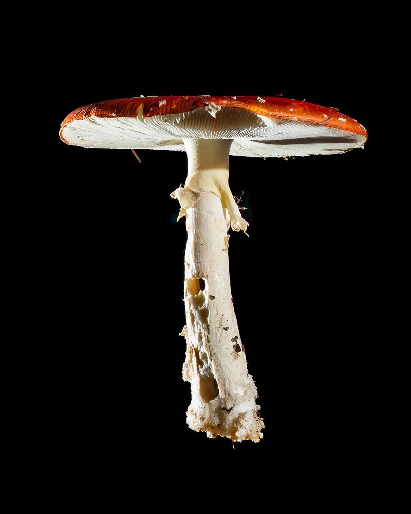 Mushroom: image 20