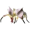 flower creatures: image 5