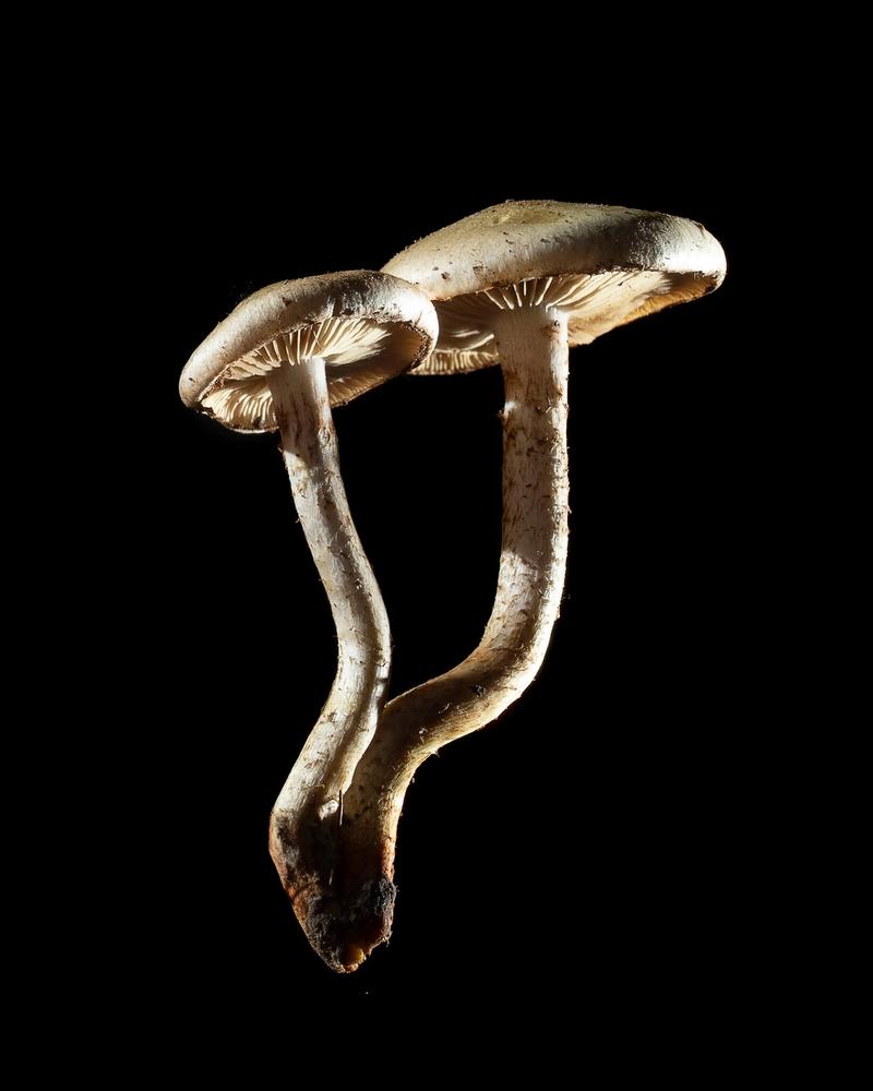 Mushroom: image 15