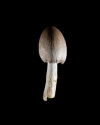 Mushroom: image 36