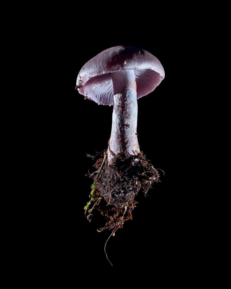 Mushroom: image 35