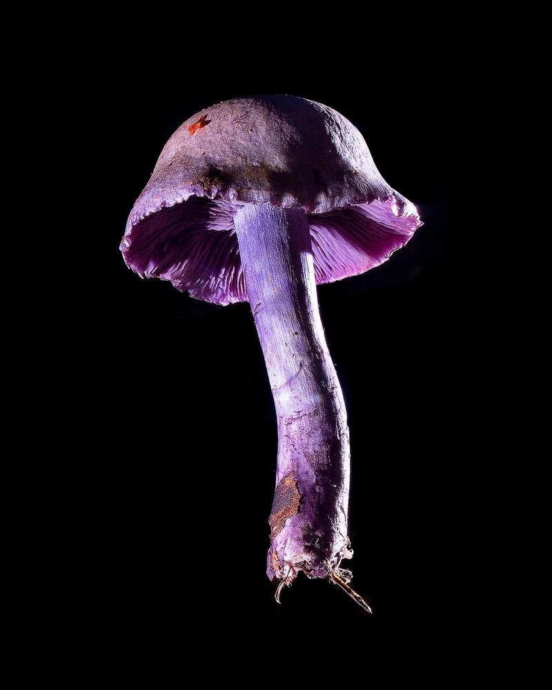 Mushroom: image 0