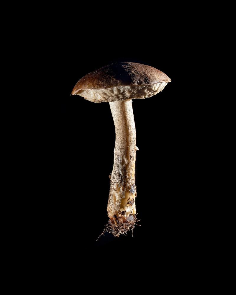 Mushroom: image 38