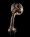Mushroom: image 13