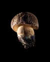 Mushroom: image 25