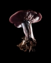 Mushroom: image 9