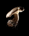 Mushroom: image 4