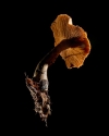 Mushroom: image 33
