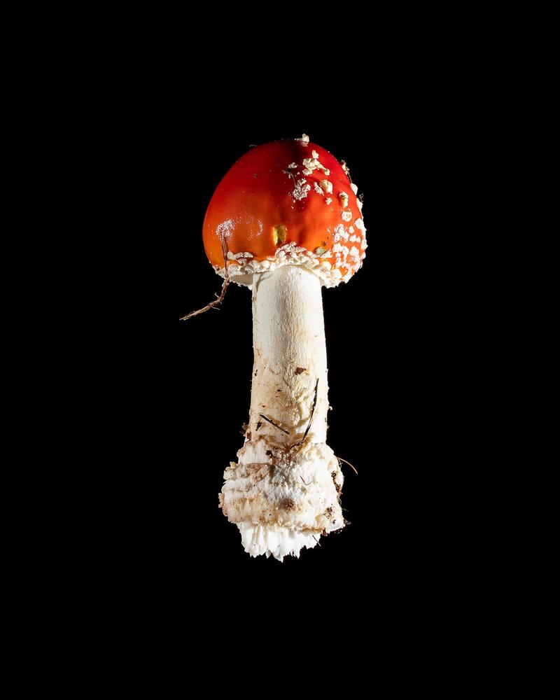 Mushroom: image 37