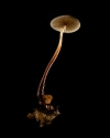 Mushroom: image 5