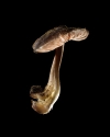 Mushroom: image 16