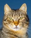 cat's portraits: image 10