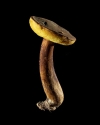 Mushroom: image 8