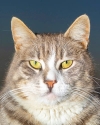 cat's portraits: image 9