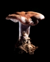 Mushroom: image 10