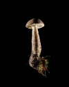 Mushroom: image 34