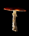 Mushroom: image 21