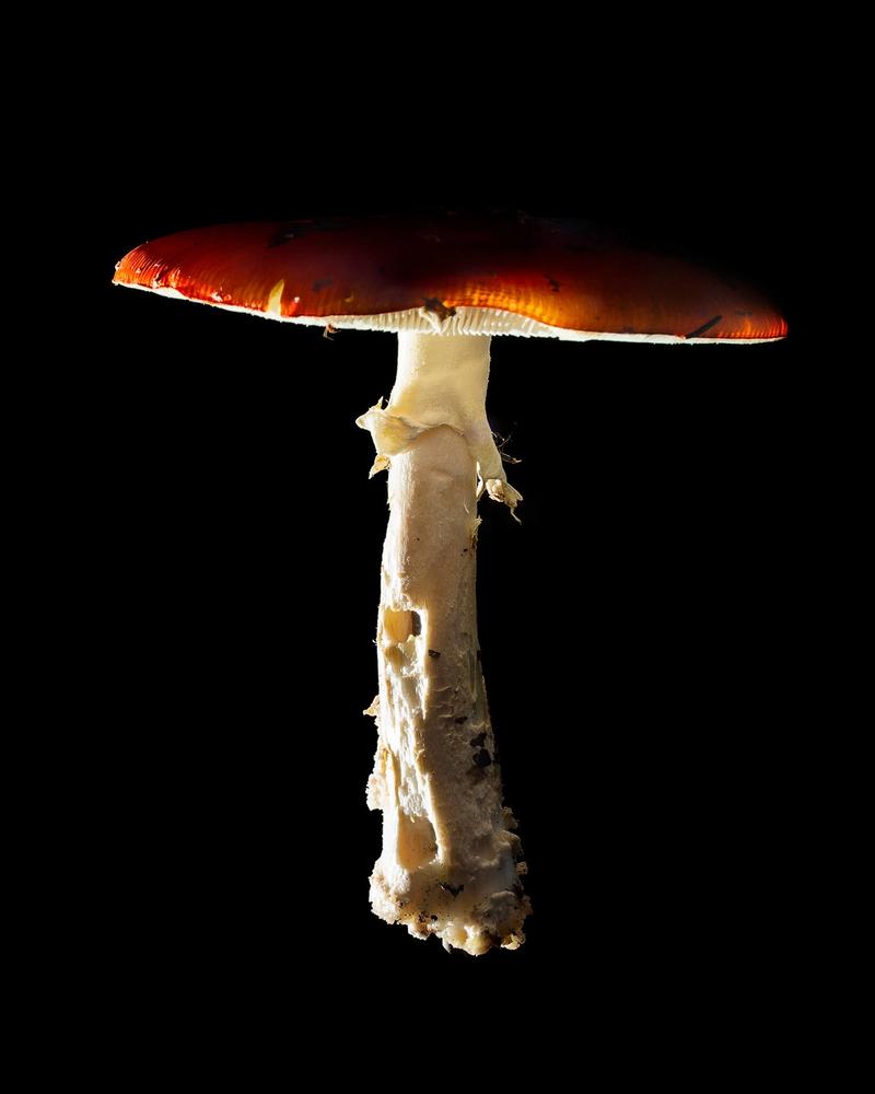 Mushroom: image 21