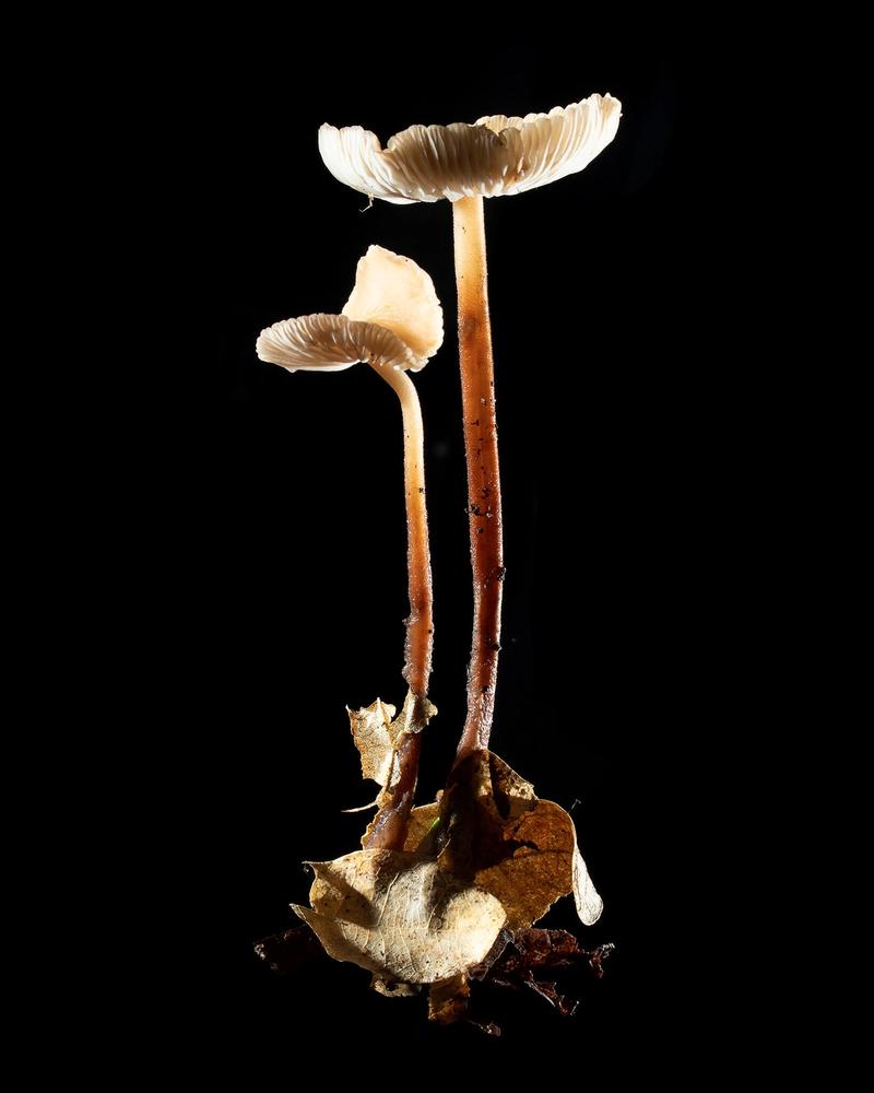 Mushroom: image 12