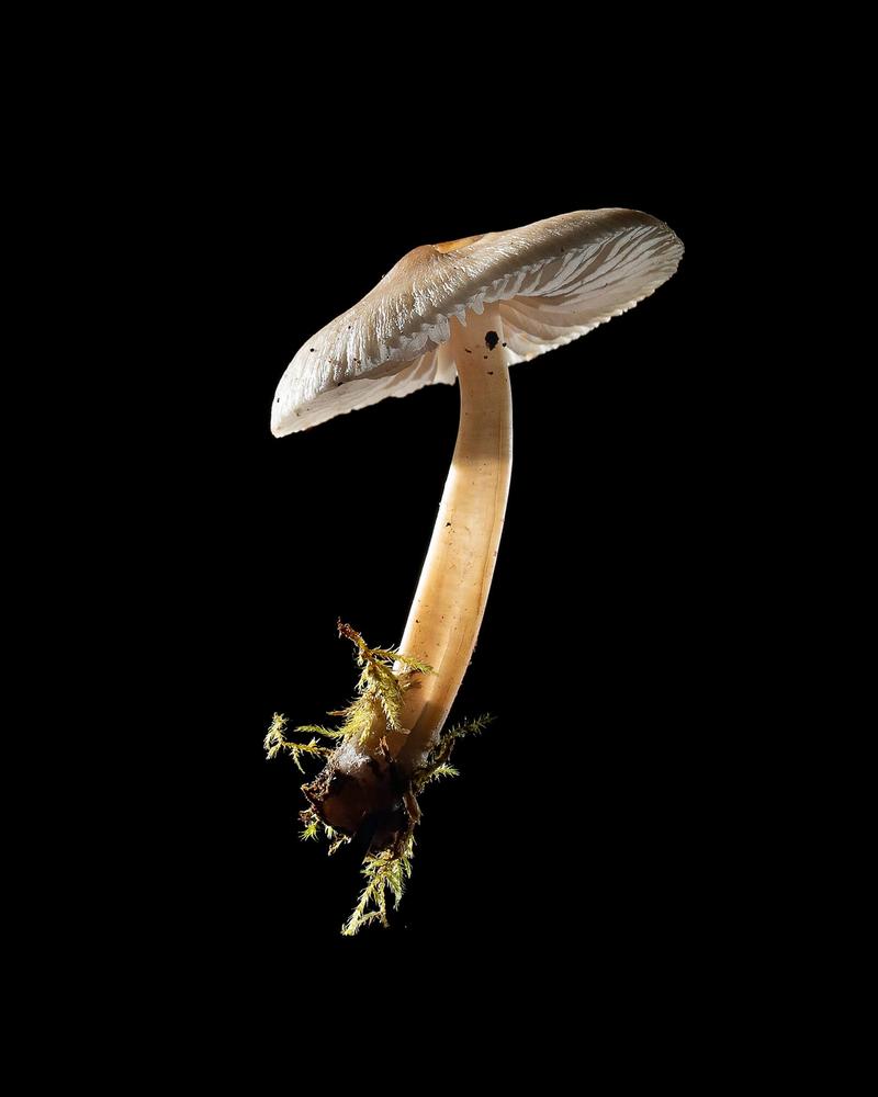 Mushroom: image 30