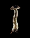 Mushroom: image 29