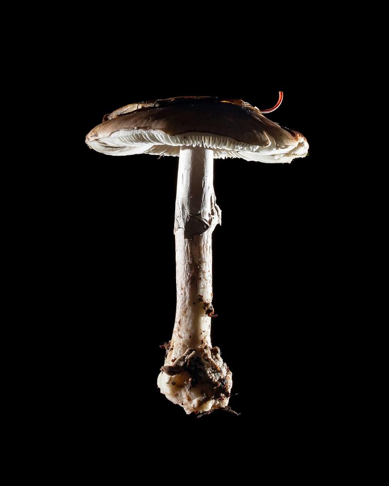 Mushroom: image 40