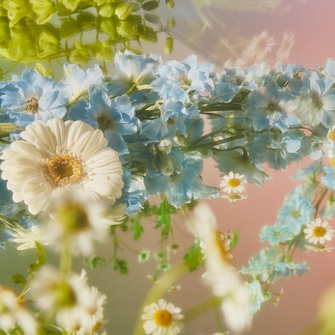 Flowers on a pink reflective surface