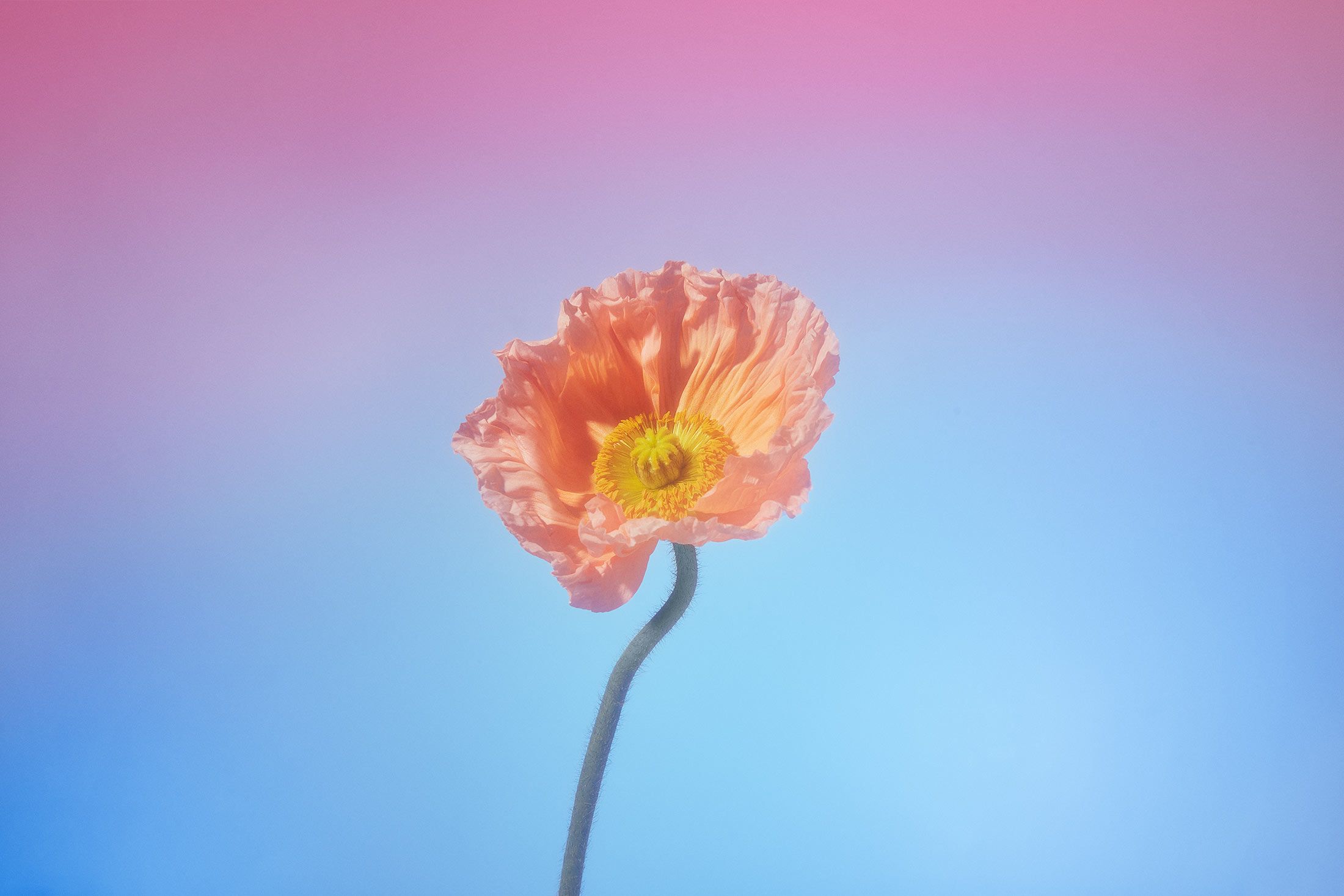 A flower on a gradient background