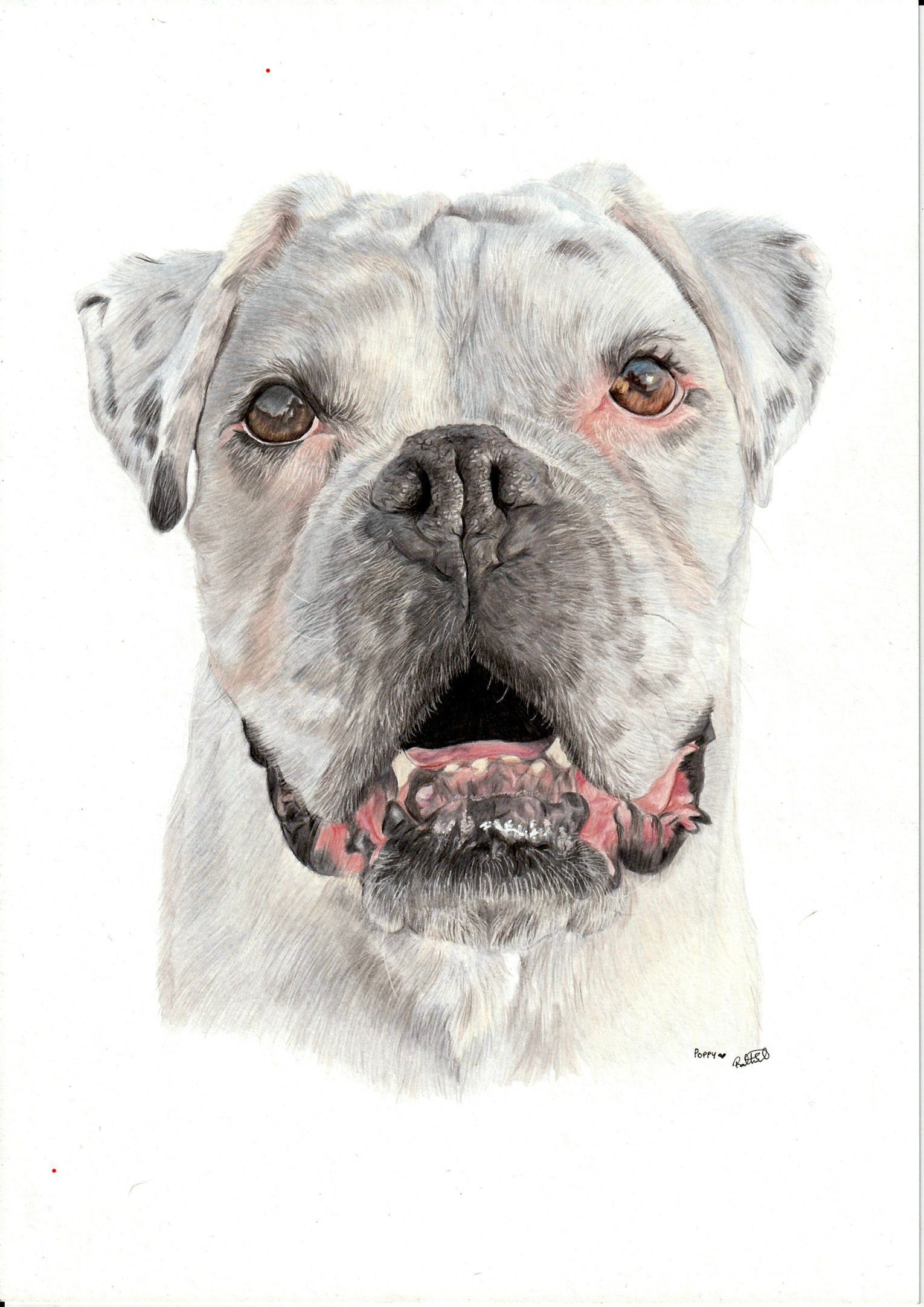poppy-the-boxer