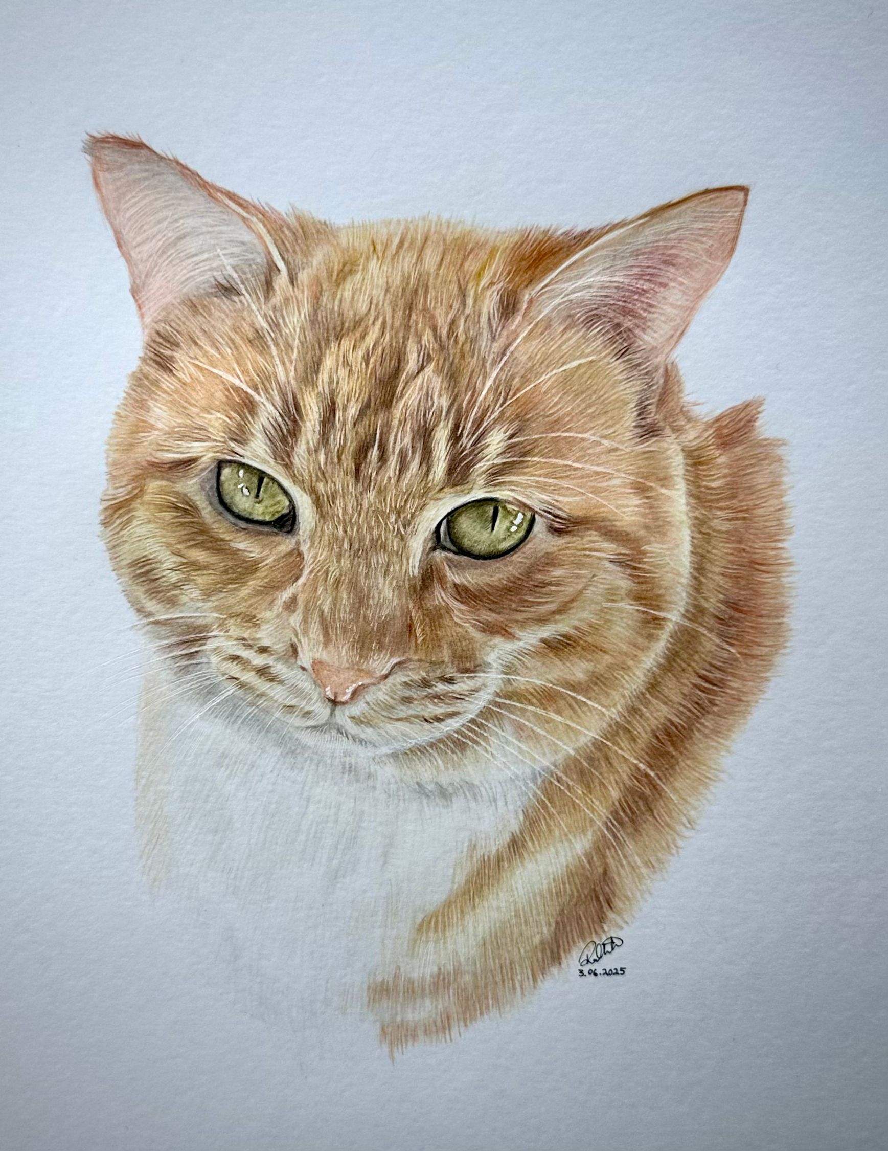 amber-the-cat