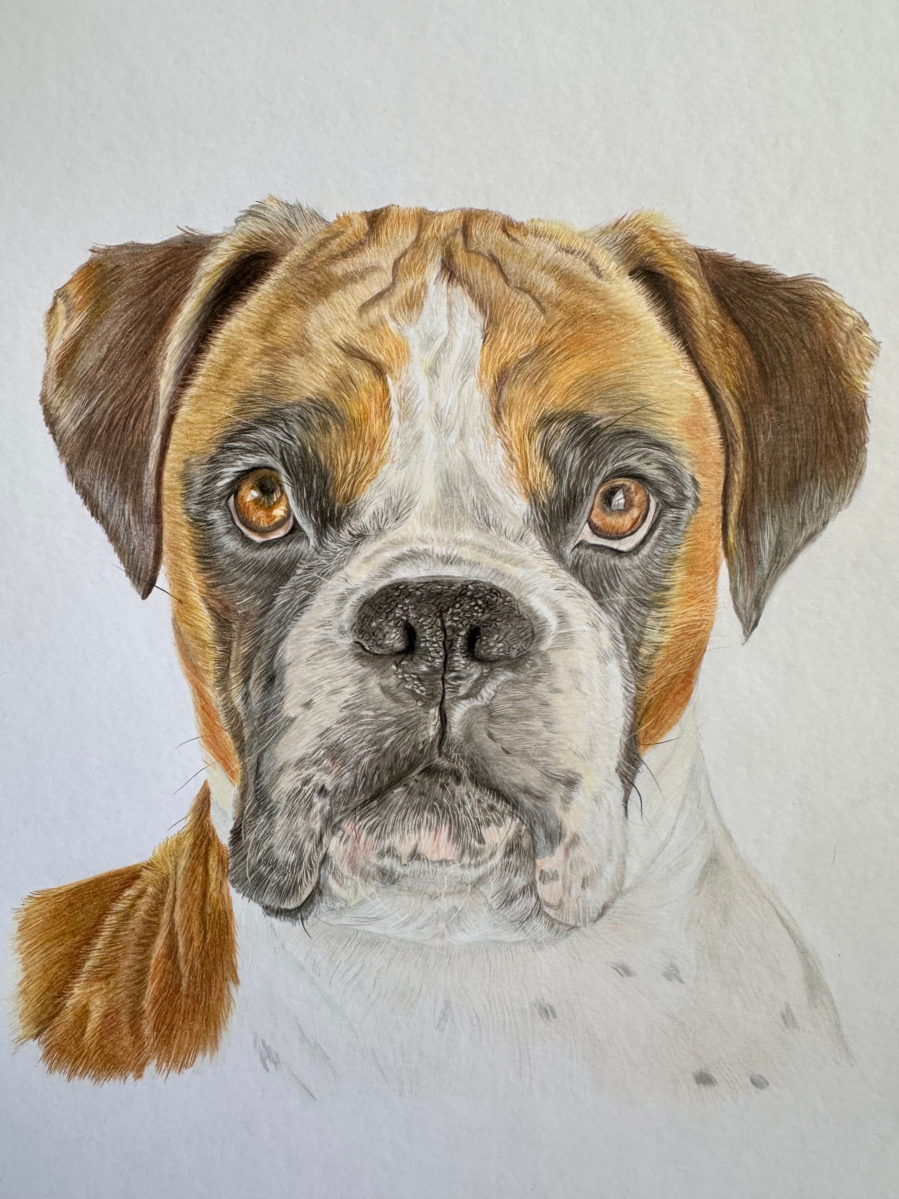 leica-the-boxer