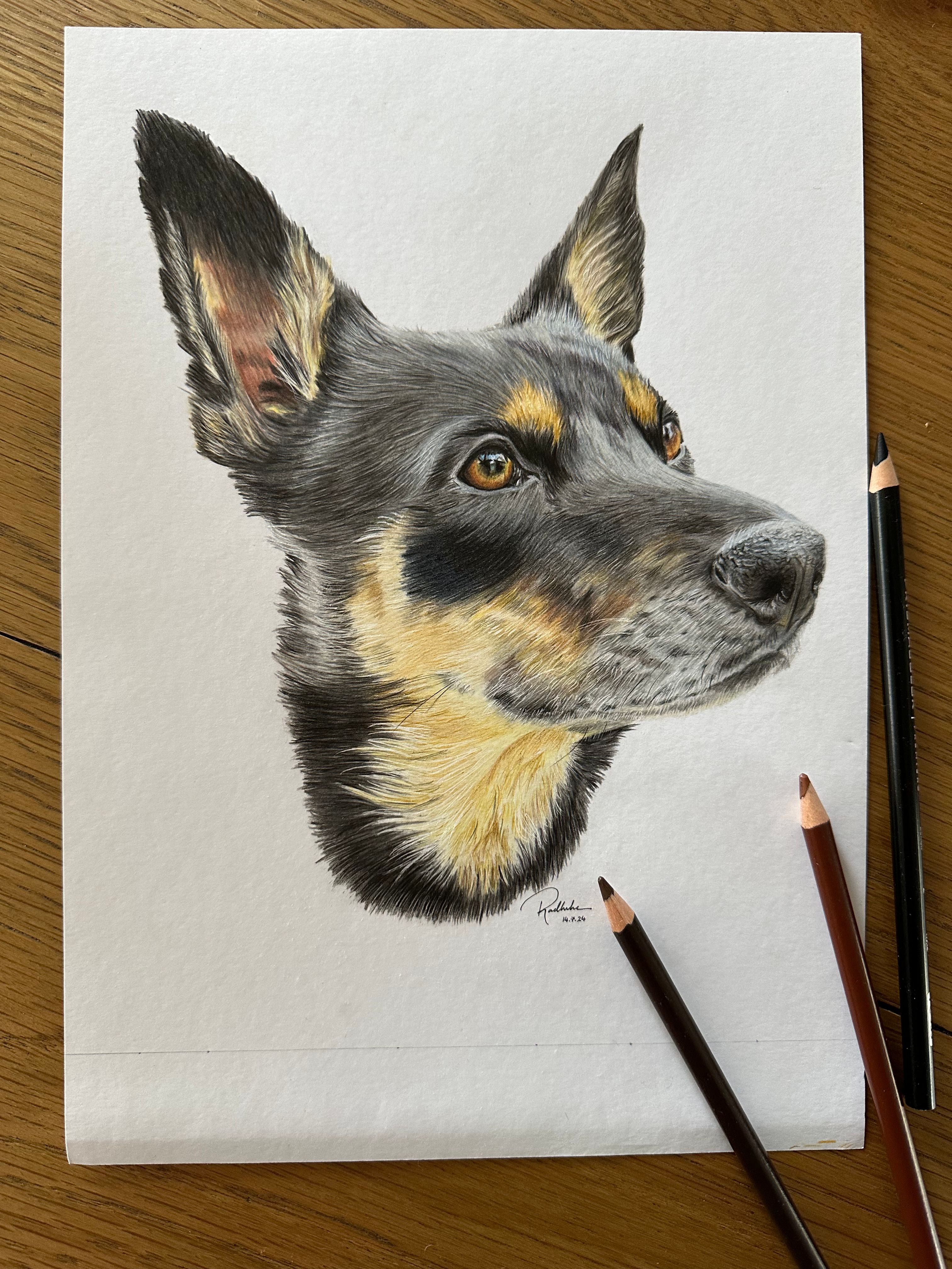 chilli-the-dog