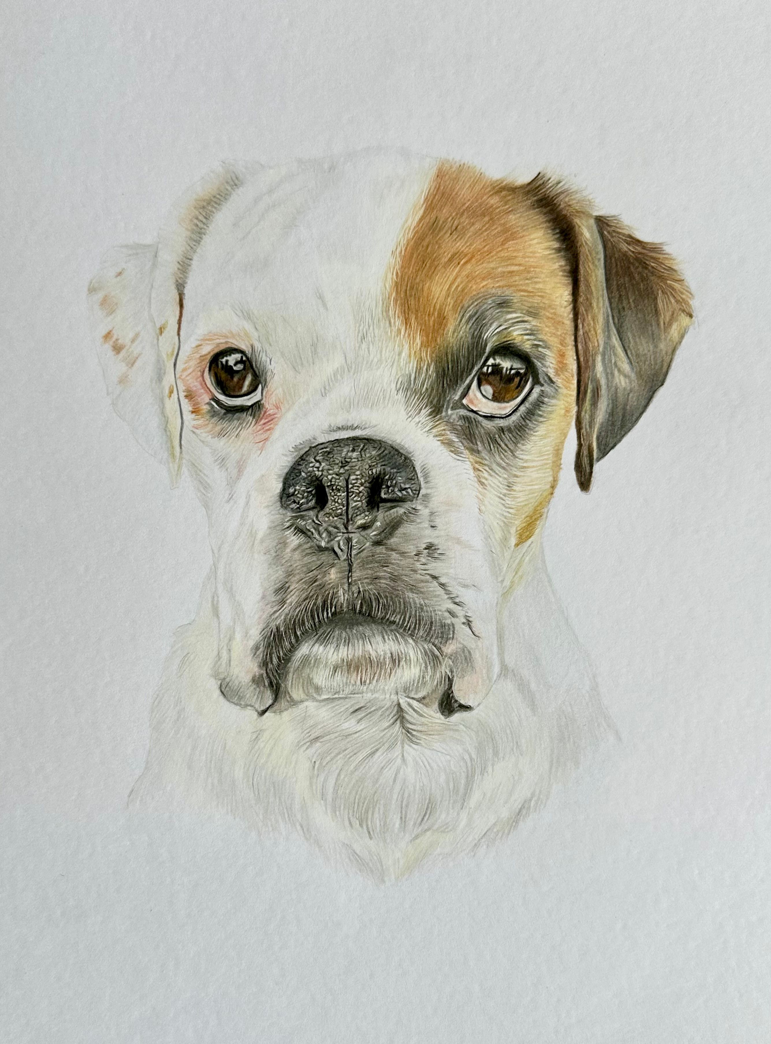 daisy-the-boxer