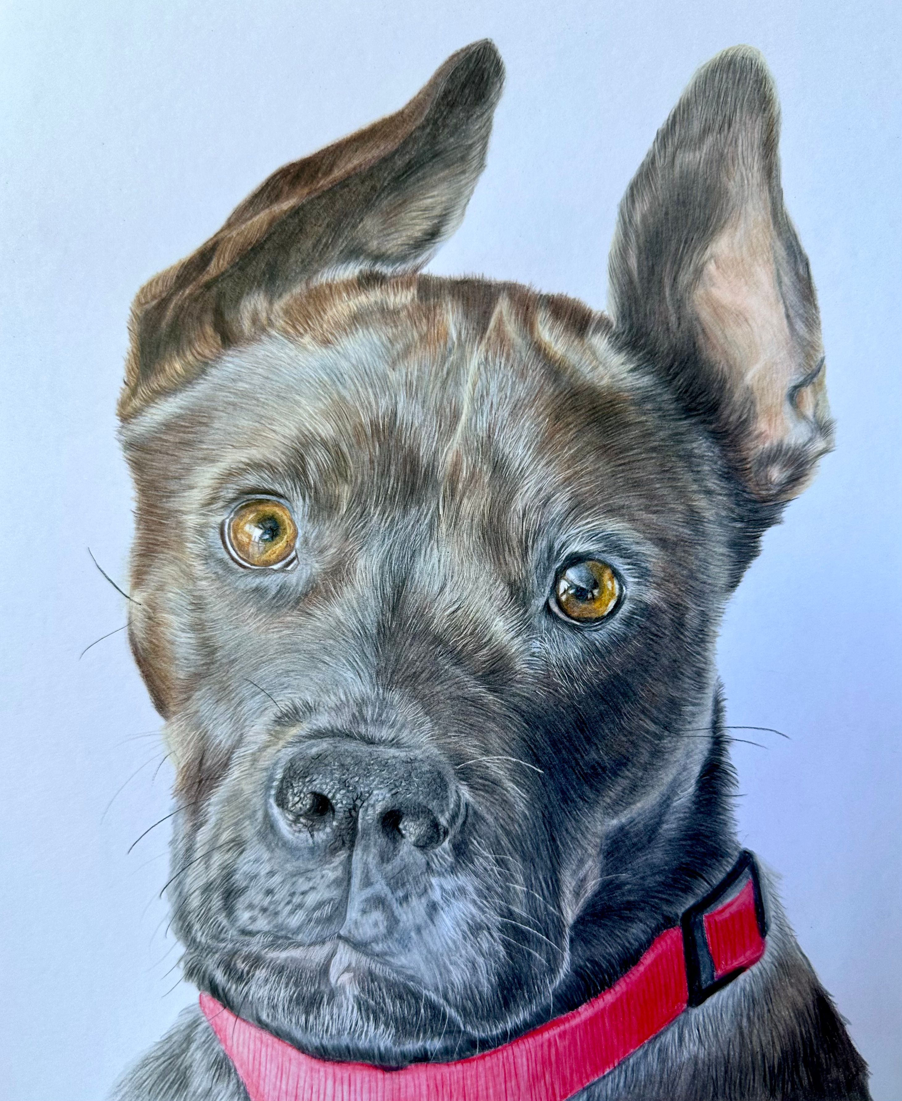 raiden-the-staffy